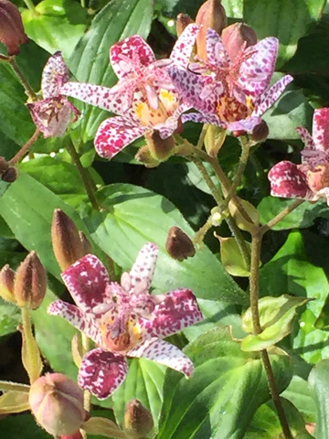 8576  Tricyrtis formosana Dark Beauty  I  Svenskt namn  :Taiwanskugglilja  I  Krukstorlek   : 11c  I  Förväntad Höjd  :  80 cm  I  Blomningstid :  aug-sept - 3
