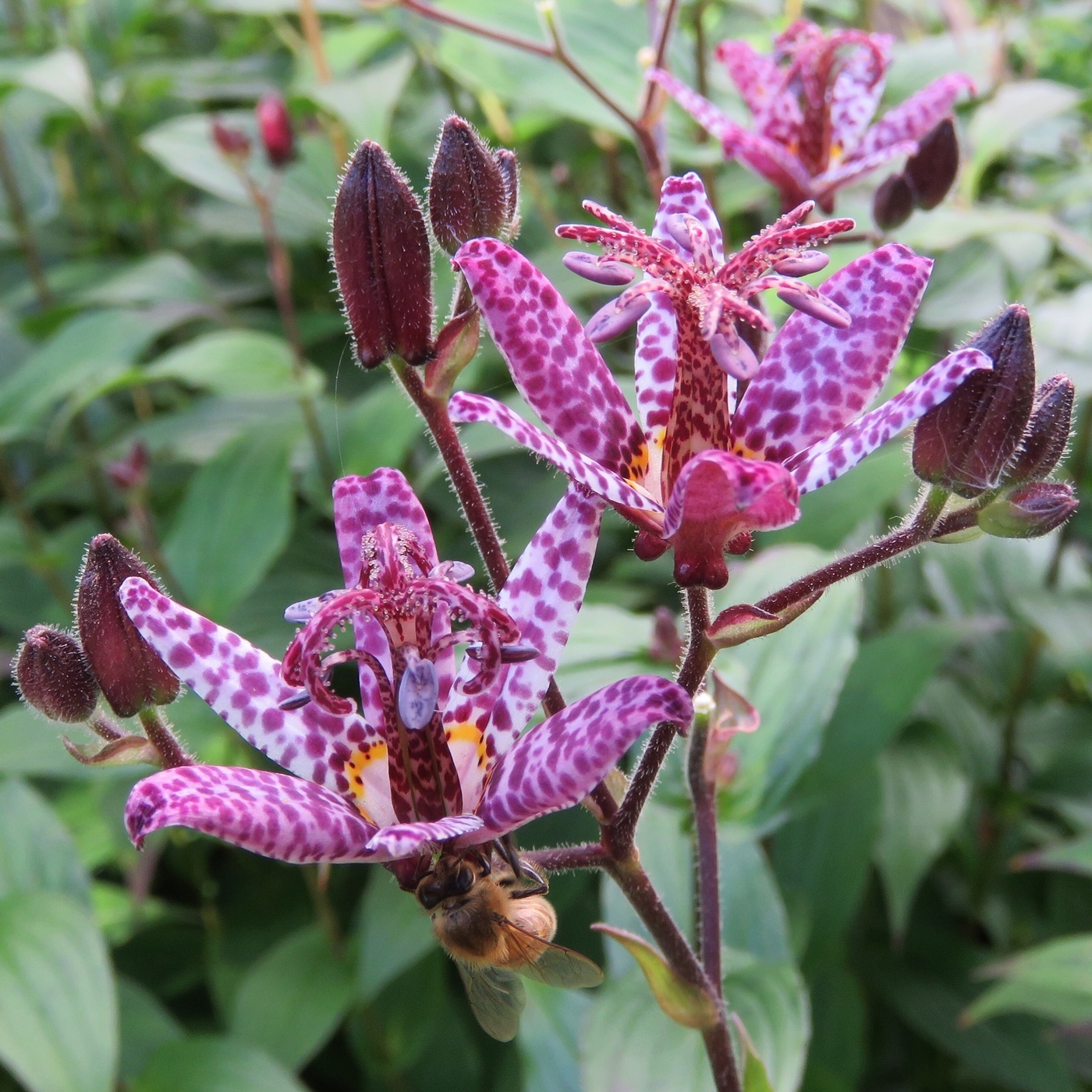 8576  Tricyrtis formosana Dark Beauty  I  Svenskt namn  :Taiwanskugglilja  I  Krukstorlek   : 11c  I  Förväntad Höjd  :  80 cm  I  Blomningstid :  aug-sept