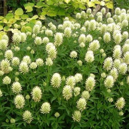 8581  Trifolium ochroleucon  I  Svenskt namn  :Blekklöver  I  Krukstorlek   : SQ1  I  Förväntad Höjd  :  50 cm  I  Blomningstid :  juli-aug - 3