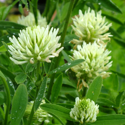 8581  Trifolium ochroleucon  I  Svenskt namn  :Blekklöver  I  Krukstorlek   : SQ1  I  Förväntad Höjd  :  50 cm  I  Blomningstid :  juli-aug - 4