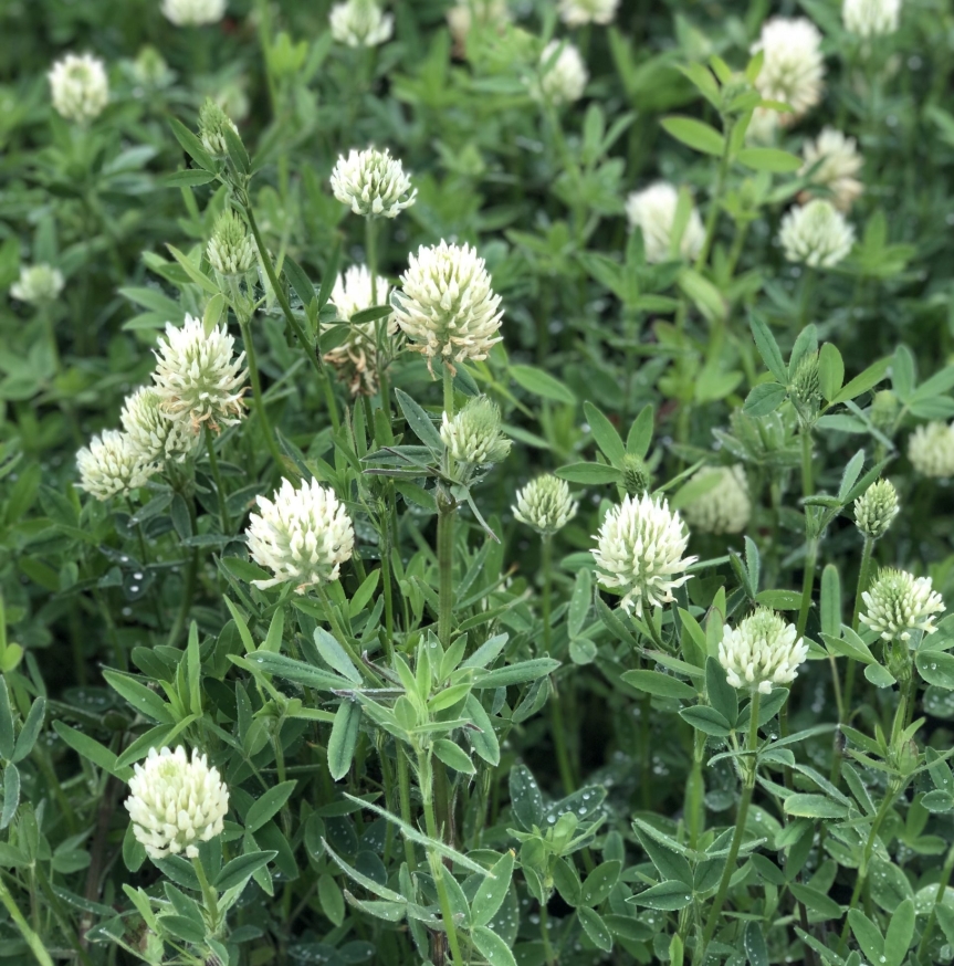 8581  Trifolium ochroleucon  I  Svenskt namn  :Blekklöver  I  Krukstorlek   : SQ1  I  Förväntad Höjd  :  50 cm  I  Blomningstid :  juli-aug