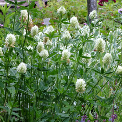 8581  Trifolium ochroleucon  I  Svenskt namn  :Blekklöver  I  Krukstorlek   : SQ1  I  Förväntad Höjd  :  50 cm  I  Blomningstid :  juli-aug - 2