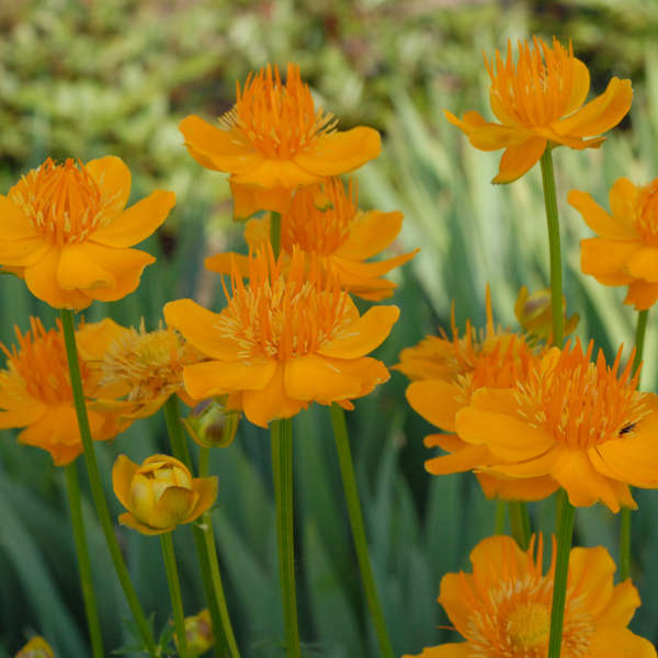 8585  Trollius chinensis Golden Queen  I  Svenskt namn  :Kinesisk smörboll  I  Krukstorlek   : 11c  I  Förväntad Höjd  :  80 cm  I  Blomningstid :  juni-juli - 2