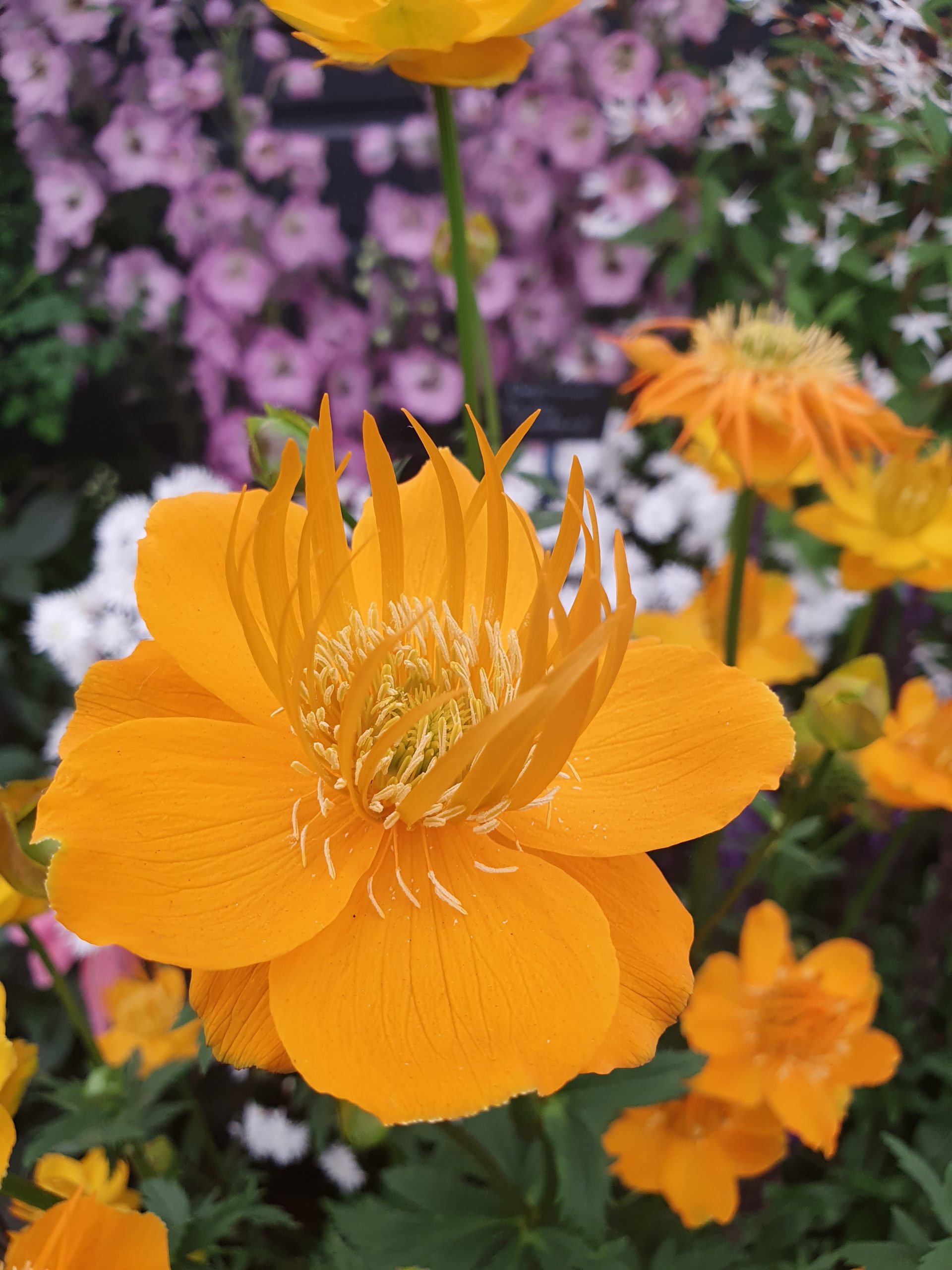 8585  Trollius chinensis Golden Queen  I  Svenskt namn  :Kinesisk smörboll  I  Krukstorlek   : 11c  I  Förväntad Höjd  :  80 cm  I  Blomningstid :  juni-juli - 3
