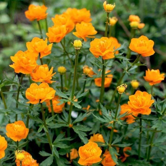 8585  Trollius chinensis Golden Queen  I  Svenskt namn  :Kinesisk smörboll  I  Krukstorlek   : 11c  I  Förväntad Höjd  :  80 cm  I  Blomningstid :  juni-juli