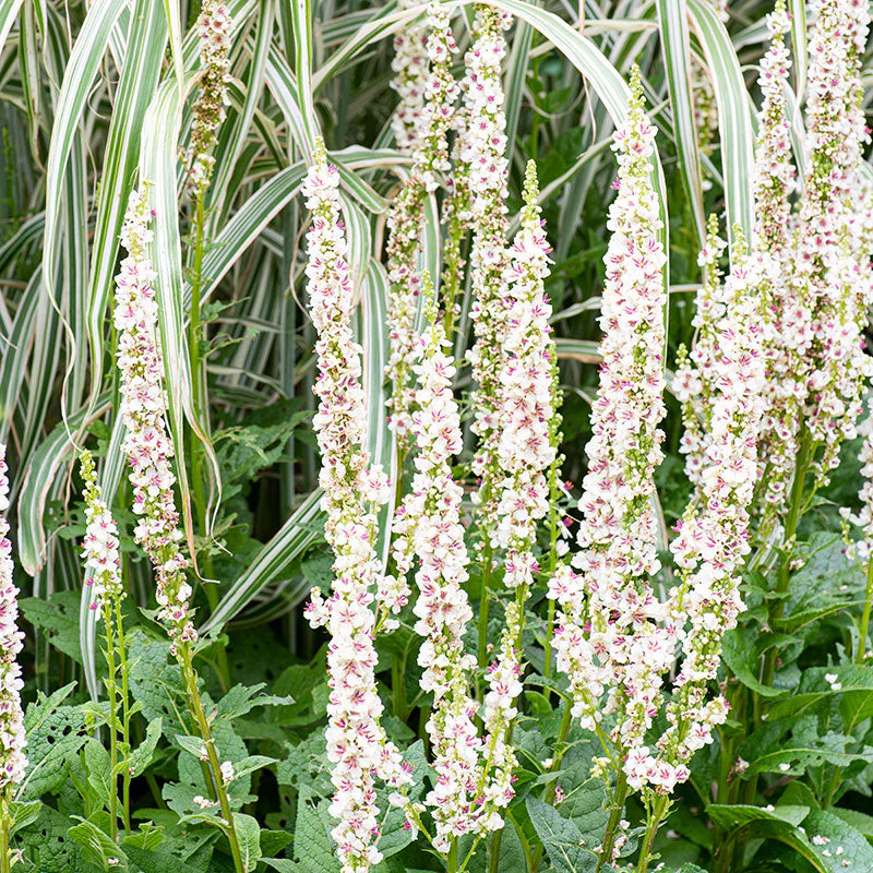 8668  Verbascum chaixii  Wedding Candles  I  Svenskt namn  :Franskt kungsljus  I  Krukstorlek   : SQ1  I  Förväntad Höjd  :  120 cm  I  Blomningstid :  juli-aug - 3