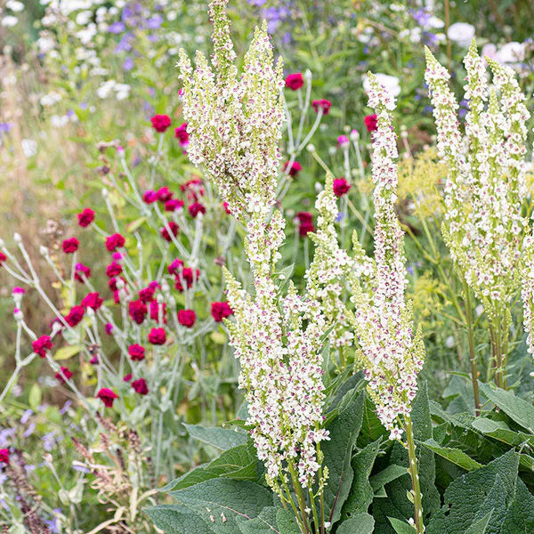 8668  Verbascum chaixii  Wedding Candles  I  Svenskt namn  :Franskt kungsljus  I  Krukstorlek   : SQ1  I  Förväntad Höjd  :  120 cm  I  Blomningstid :  juli-aug - 2