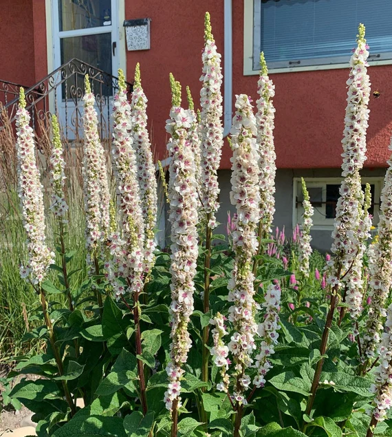 8668  Verbascum chaixii  Wedding Candles  I  Svenskt namn  :Franskt kungsljus  I  Krukstorlek   : SQ1  I  Förväntad Höjd  :  120 cm  I  Blomningstid :  juli-aug