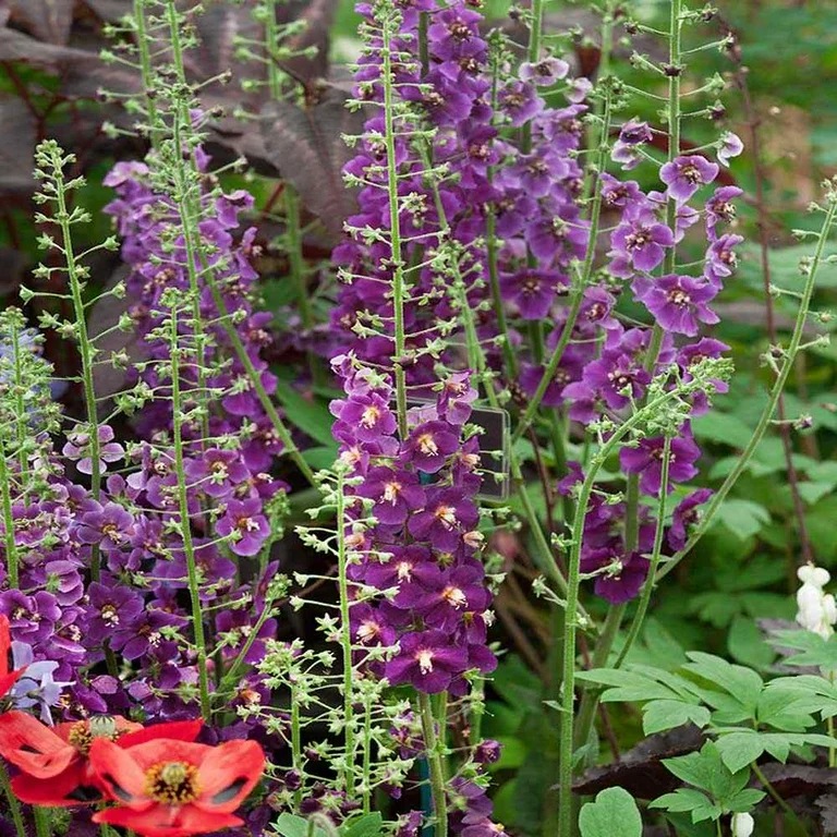 8687  Verbascum phoeniceum  Violetta  I  Svenskt namn  :Violkungsljus  I  Krukstorlek   : SQ1  I  Förväntad Höjd  :  80 cm  I  Blomningstid :  juli-aug - 3
