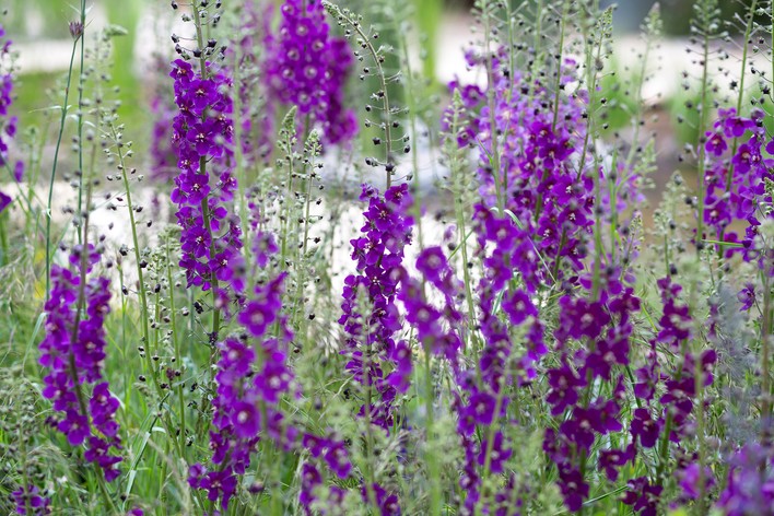 8687  Verbascum phoeniceum  Violetta  I  Svenskt namn  :Violkungsljus  I  Krukstorlek   : SQ1  I  Förväntad Höjd  :  80 cm  I  Blomningstid :  juli-aug - 2