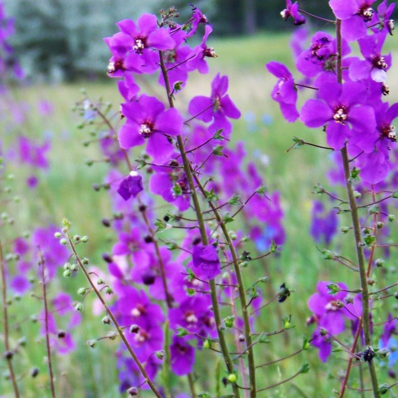8687  Verbascum phoeniceum  Violetta  I  Svenskt namn  :Violkungsljus  I  Krukstorlek   : SQ1  I  Förväntad Höjd  :  80 cm  I  Blomningstid :  juli-aug
