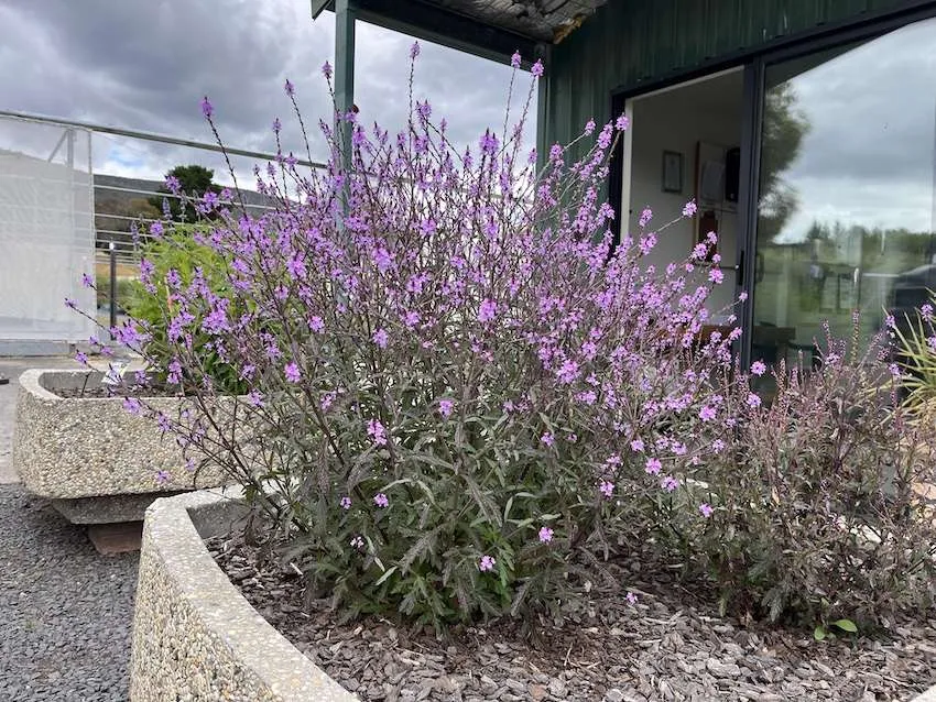 8697  Verbena officinalis Bampton  I  Svenskt namn  :Järnört  I  Krukstorlek   : 11c  I  Förväntad Höjd  :  90 cm  I  Blomningstid :  juli-okt - 3