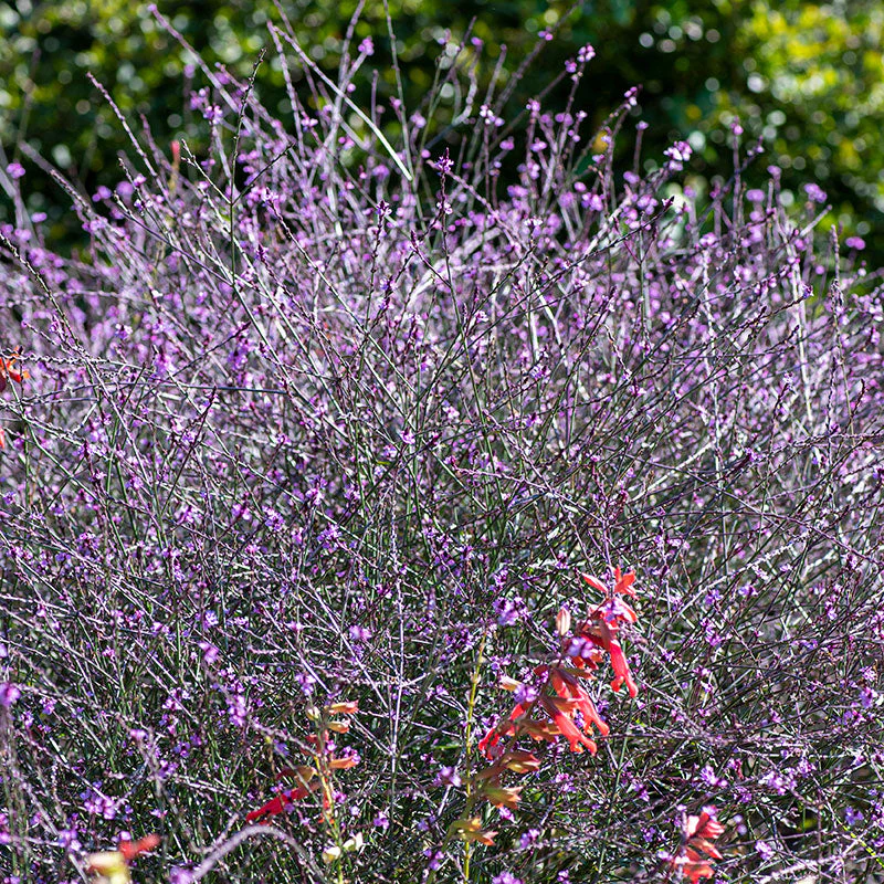 8697  Verbena officinalis Bampton  I  Svenskt namn  :Järnört  I  Krukstorlek   : 11c  I  Förväntad Höjd  :  90 cm  I  Blomningstid :  juli-okt - 4
