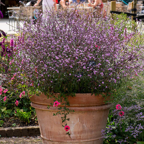 8697  Verbena officinalis Bampton  I  Svenskt namn  :Järnört  I  Krukstorlek   : 11c  I  Förväntad Höjd  :  90 cm  I  Blomningstid :  juli-okt - 2