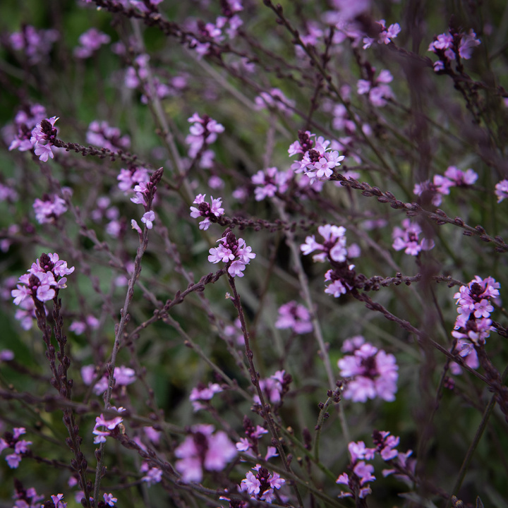 8697  Verbena officinalis Bampton  I  Svenskt namn  :Järnört  I  Krukstorlek   : 11c  I  Förväntad Höjd  :  90 cm  I  Blomningstid :  juli-okt