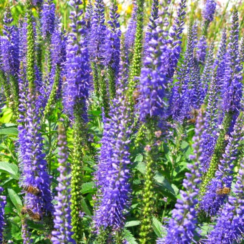 8718  Veronica longifolia  Blauriesin  I  Svenskt namn  :Strandveronika  I  Krukstorlek   : SQ1  I  Förväntad Höjd  :  80 cm  I  Blomningstid :  juli-aug