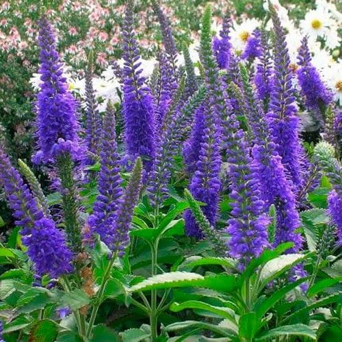 8718  Veronica longifolia  Blauriesin  I  Svenskt namn  :Strandveronika  I  Krukstorlek   : SQ1  I  Förväntad Höjd  :  80 cm  I  Blomningstid :  juli-aug - 3