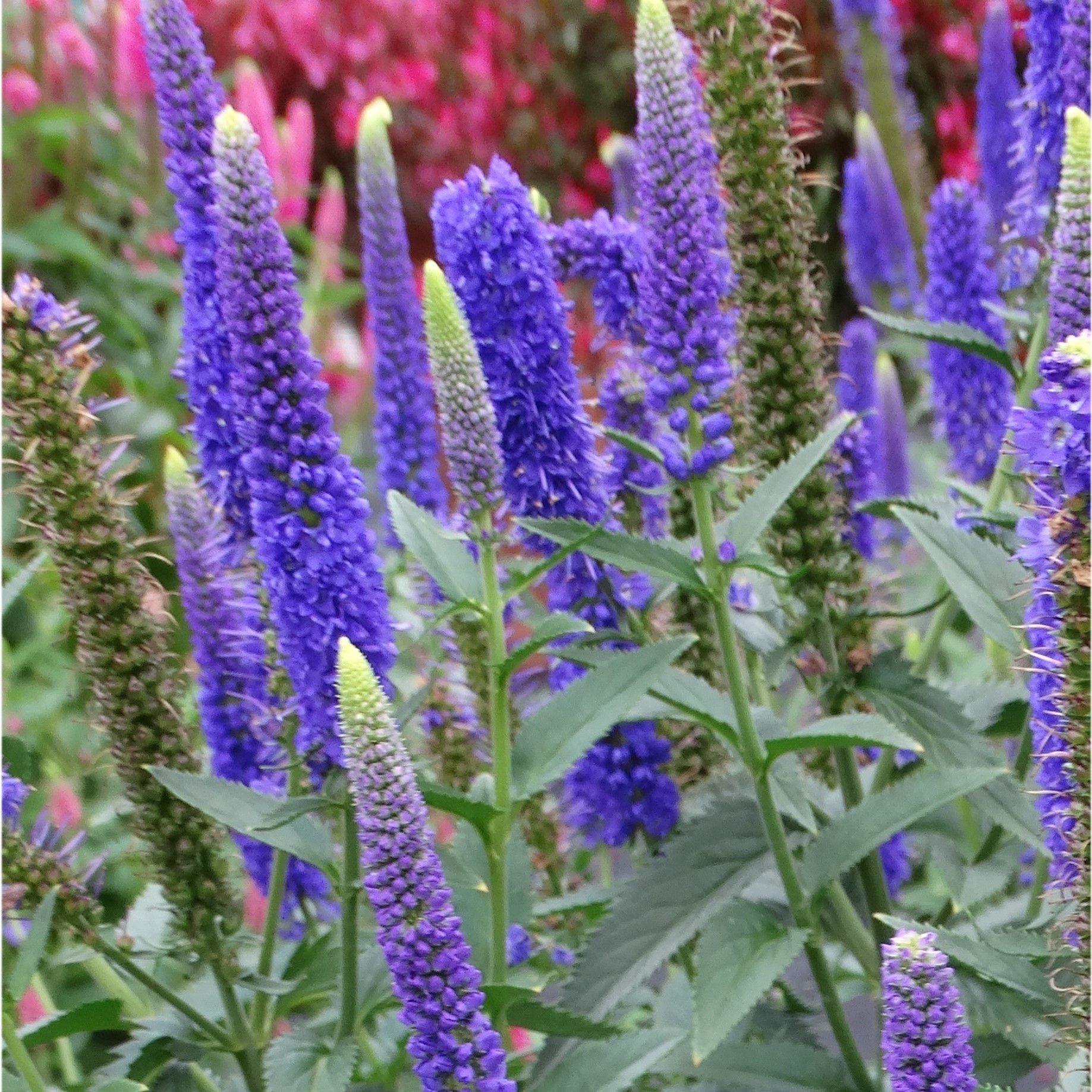 8718  Veronica longifolia  Blauriesin  I  Svenskt namn  :Strandveronika  I  Krukstorlek   : SQ1  I  Förväntad Höjd  :  80 cm  I  Blomningstid :  juli-aug - 2