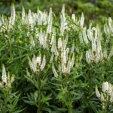 8705  Veronica longifolia  First Lady (PBR)  I  Svenskt namn  :Strandveronika  I  Krukstorlek   : SQ1  I  Förväntad Höjd  :  50 cm  I  Blomningstid :  juli-sept - 2