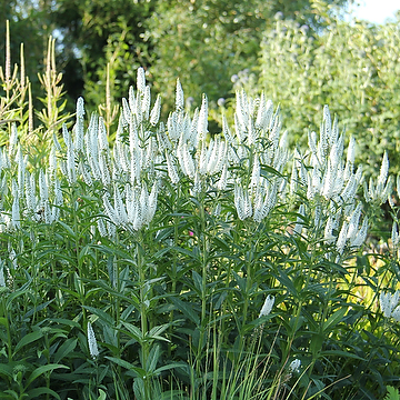 8705  Veronica longifolia  First Lady (PBR)  I  Svenskt namn  :Strandveronika  I  Krukstorlek   : SQ1  I  Förväntad Höjd  :  50 cm  I  Blomningstid :  juli-sept