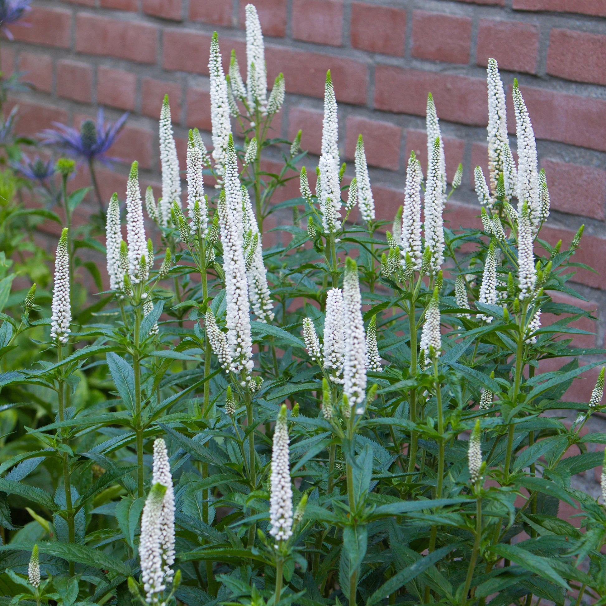 8705  Veronica longifolia  First Lady (PBR)  I  Svenskt namn  :Strandveronika  I  Krukstorlek   : SQ1  I  Förväntad Höjd  :  50 cm  I  Blomningstid :  juli-sept - 3