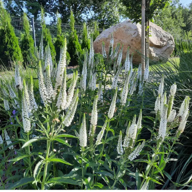 8720  Veronica longifolia  Schneeriesin  I  Svenskt namn  : Strandveronika  I  Krukstorlek   : P9  I  Förväntad Höjd  :  80 cm  I  Blomningstid :  juli-aug