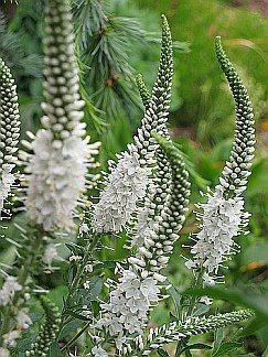 8720  Veronica longifolia  Schneeriesin  I  Svenskt namn  : Strandveronika  I  Krukstorlek   : P9  I  Förväntad Höjd  :  80 cm  I  Blomningstid :  juli-aug - 2