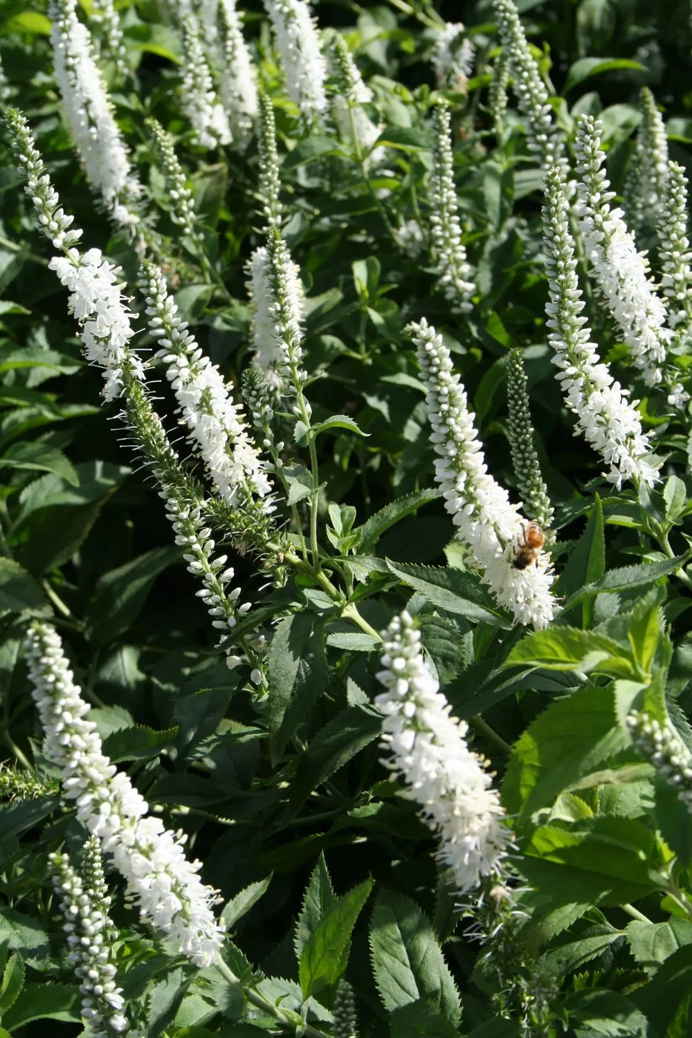 8720  Veronica longifolia  Schneeriesin  I  Svenskt namn  : Strandveronika  I  Krukstorlek   : P9  I  Förväntad Höjd  :  80 cm  I  Blomningstid :  juli-aug - 3