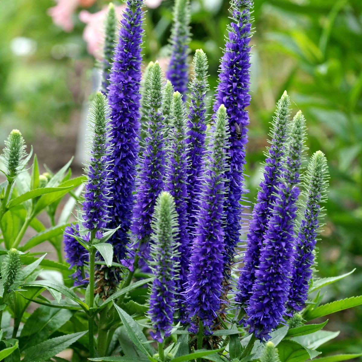 6742  Veronica spicata Nana Blauteppich  I  Svenskt namn  :Axveronika  I  Krukstorlek   : 11c  I  Förväntad Höjd  :  15 cm  I  Blomningstid :  juni-juli