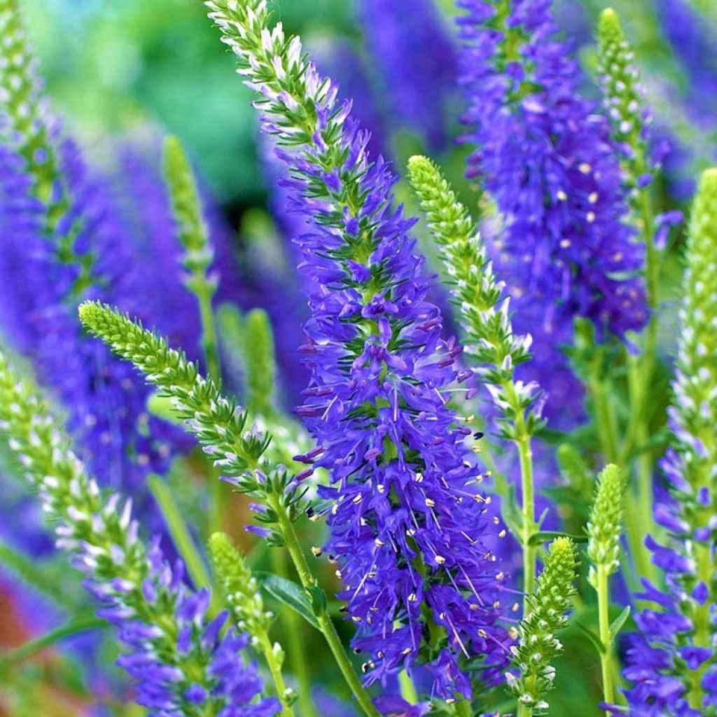 6742  Veronica spicata Nana Blauteppich  I  Svenskt namn  :Axveronika  I  Krukstorlek   : 11c  I  Förväntad Höjd  :  15 cm  I  Blomningstid :  juni-juli - 3
