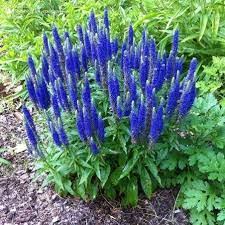 6742  Veronica spicata Nana Blauteppich  I  Svenskt namn  :Axveronika  I  Krukstorlek   : 11c  I  Förväntad Höjd  :  15 cm  I  Blomningstid :  juni-juli - 2