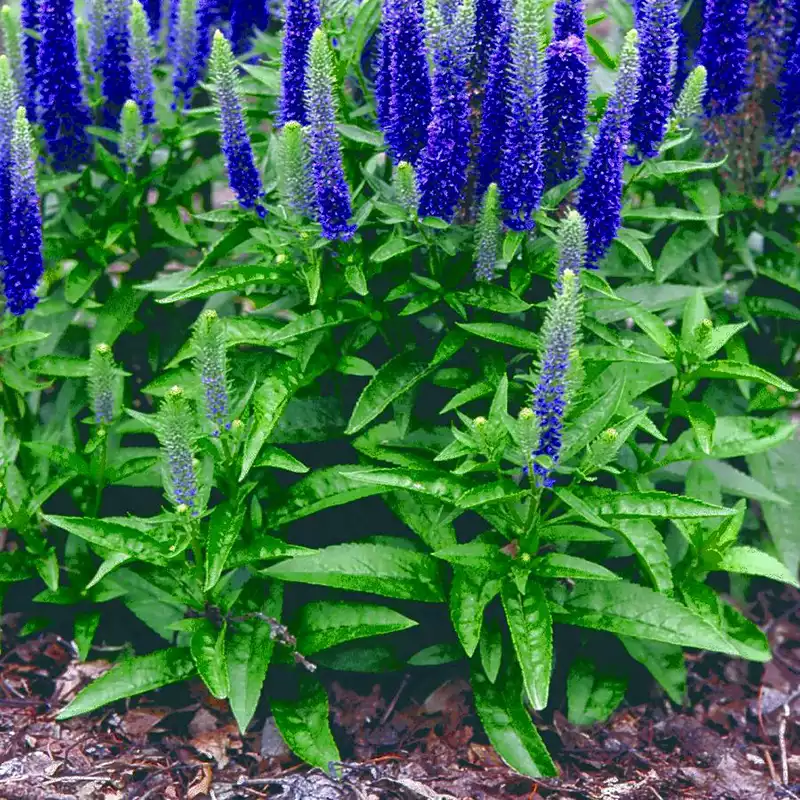 8717  Veronica spicata Ulster Dwarf Blue  I  Svenskt namn  :Axveronika  I  Krukstorlek   : SQ1  I  Förväntad Höjd  :  30 cm  I  Blomningstid :  juni-juli