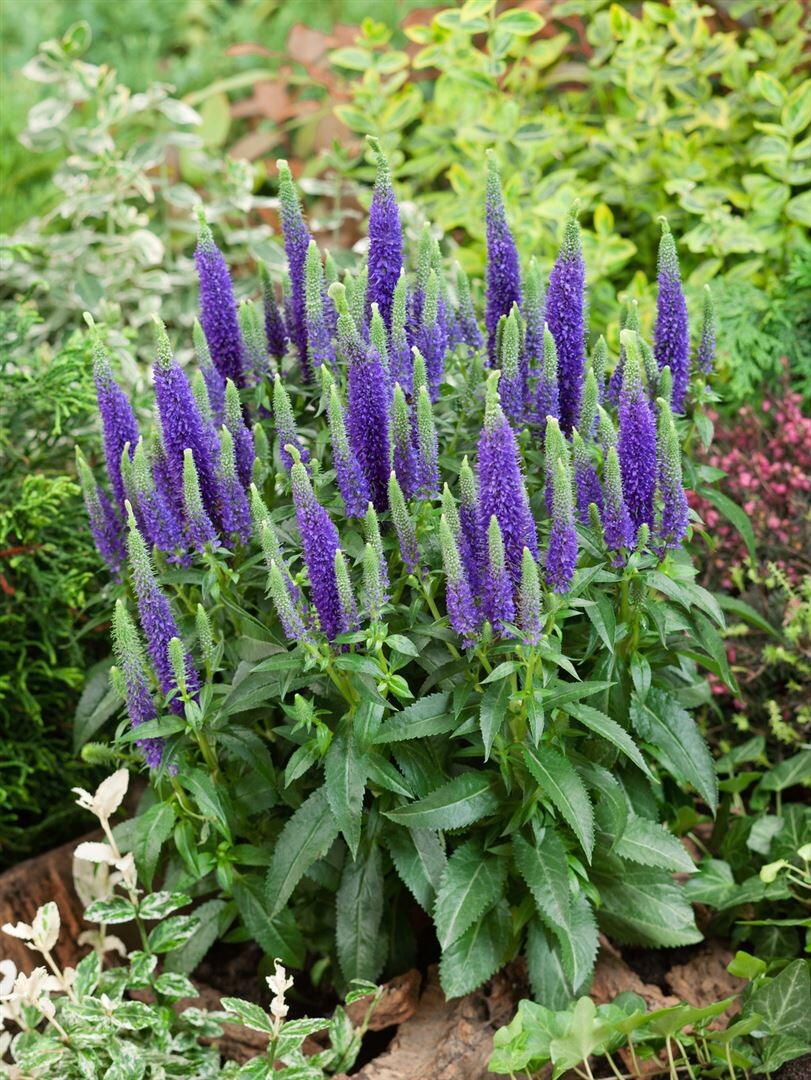 8717  Veronica spicata Ulster Dwarf Blue  I  Svenskt namn  :Axveronika  I  Krukstorlek   : SQ1  I  Förväntad Höjd  :  30 cm  I  Blomningstid :  juni-juli - 2