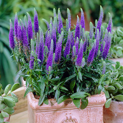 8717  Veronica spicata Ulster Dwarf Blue  I  Svenskt namn  :Axveronika  I  Krukstorlek   : SQ1  I  Förväntad Höjd  :  30 cm  I  Blomningstid :  juni-juli - 3
