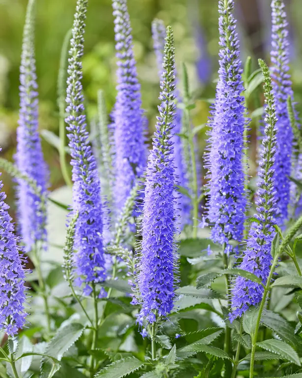 8710  Veronica Seaside  I  Svenskt namn  :Veronika  I  Krukstorlek   : SQ1  I  Förväntad Höjd  :  60 cm  I  Blomningstid :  juli-sept - 2