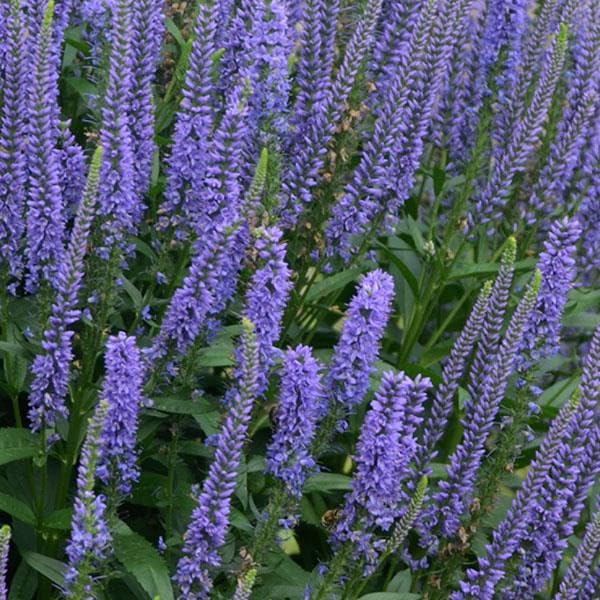 8710  Veronica Seaside  I  Svenskt namn  :Veronika  I  Krukstorlek   : SQ1  I  Förväntad Höjd  :  60 cm  I  Blomningstid :  juli-sept