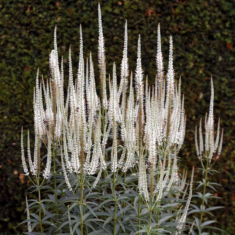 8712  Veronicastrum japonicum  White Apollo  I  Svenskt namn  :Japansk kransveronika  I  Krukstorlek   : SQ1  I  Förväntad Höjd  :  120 cm  I  Blomningstid :  juli-sept