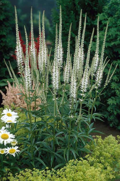 8712  Veronicastrum japonicum  White Apollo  I  Svenskt namn  :Japansk kransveronika  I  Krukstorlek   : SQ1  I  Förväntad Höjd  :  120 cm  I  Blomningstid :  juli-sept - 2