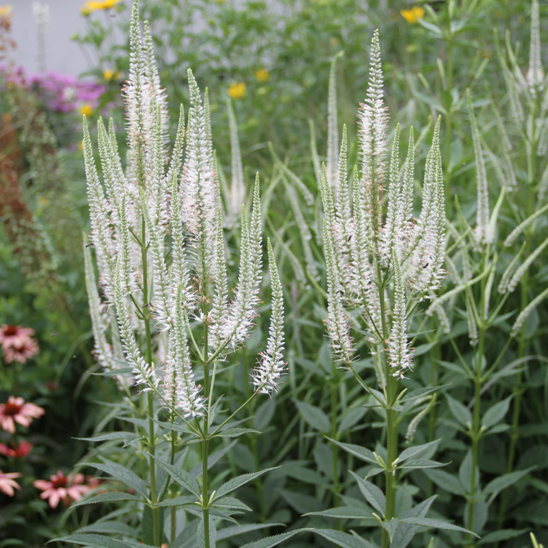 8712  Veronicastrum japonicum  White Apollo  I  Svenskt namn  :Japansk kransveronika  I  Krukstorlek   : SQ1  I  Förväntad Höjd  :  120 cm  I  Blomningstid :  juli-sept - 3