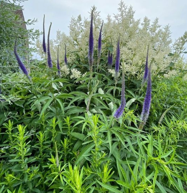 8716  Veronicastrum sibiricum  Manhattan Skyline  I  Svenskt namn  :Sibirisk kransveronika  I  Krukstorlek   : SQ1  I  Förväntad Höjd  :  150 cm  I  Blomningstid :  juli-sept