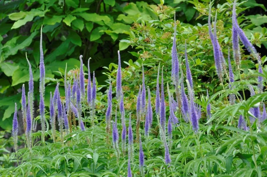8716  Veronicastrum sibiricum  Manhattan Skyline  I  Svenskt namn  :Sibirisk kransveronika  I  Krukstorlek   : SQ1  I  Förväntad Höjd  :  150 cm  I  Blomningstid :  juli-sept - 3
