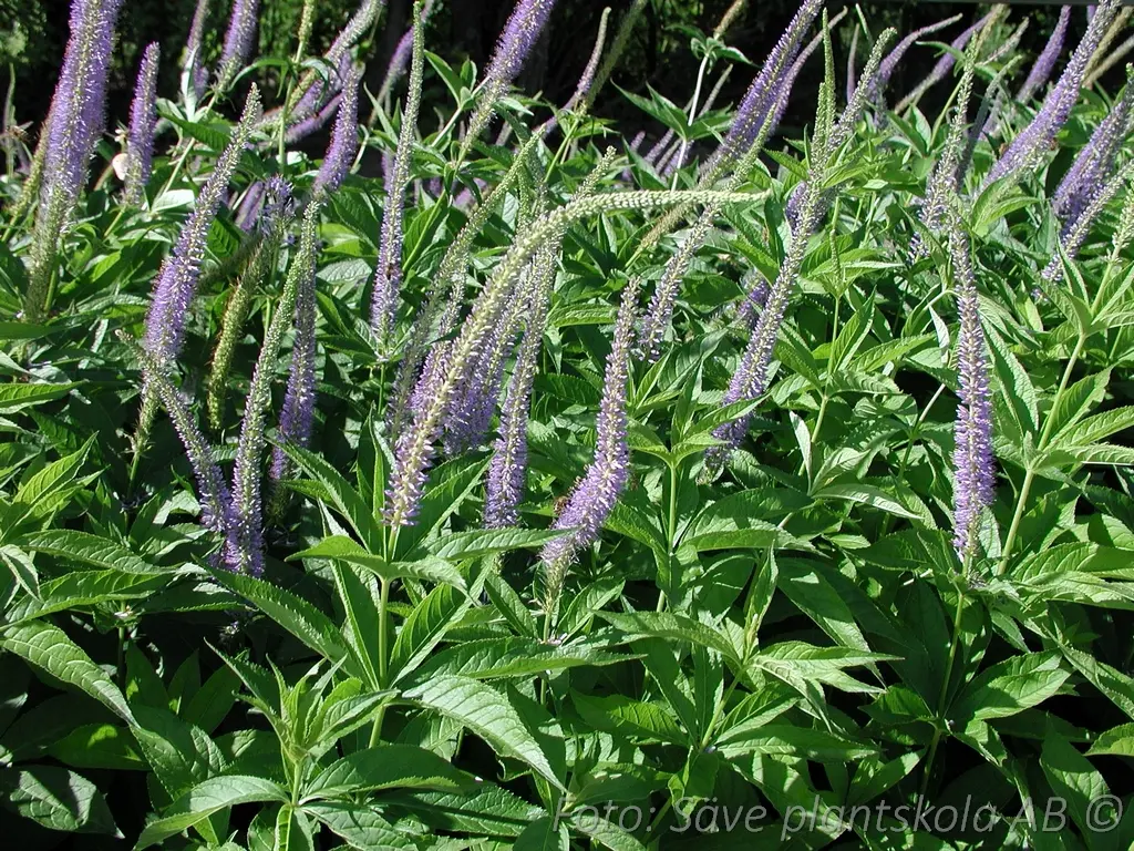 8716  Veronicastrum sibiricum  Manhattan Skyline  I  Svenskt namn  :Sibirisk kransveronika  I  Krukstorlek   : SQ1  I  Förväntad Höjd  :  150 cm  I  Blomningstid :  juli-sept - 2