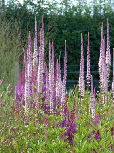 8714  Veronicastrum virginicum  Erica  I  Svenskt namn  :Kransveronika  I  Krukstorlek   : SQ1  I  Förväntad Höjd  :  100 cm  I  Blomningstid :  juli-sept - 3