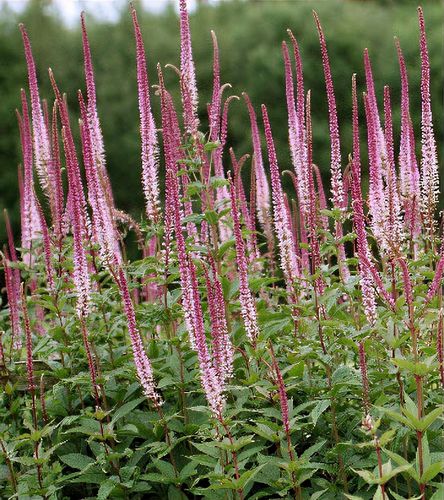 8714  Veronicastrum virginicum  Erica  I  Svenskt namn  :Kransveronika  I  Krukstorlek   : SQ1  I  Förväntad Höjd  :  100 cm  I  Blomningstid :  juli-sept - 2