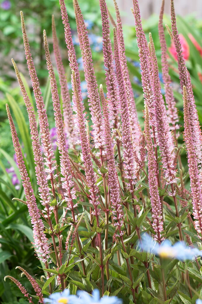 8714  Veronicastrum virginicum  Erica  I  Svenskt namn  :Kransveronika  I  Krukstorlek   : SQ1  I  Förväntad Höjd  :  100 cm  I  Blomningstid :  juli-sept - 4