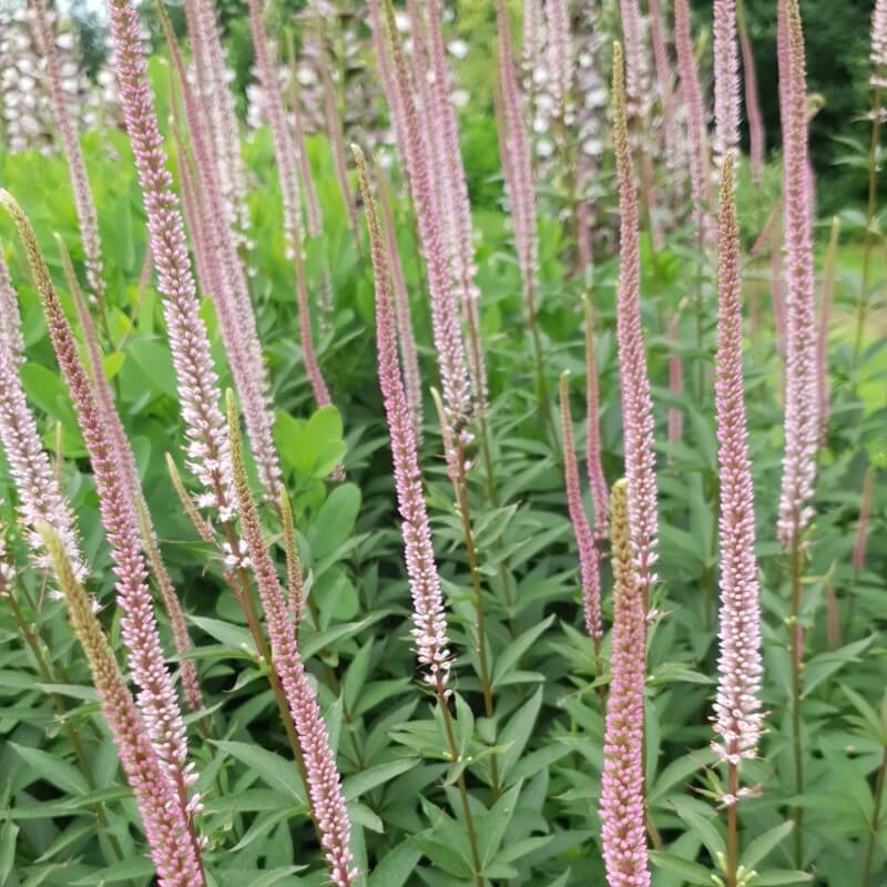 8714  Veronicastrum virginicum  Erica  I  Svenskt namn  :Kransveronika  I  Krukstorlek   : SQ1  I  Förväntad Höjd  :  100 cm  I  Blomningstid :  juli-sept