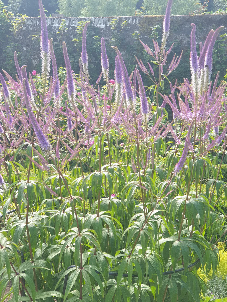 8715  Veronicastrum virginicum  Fascination  I  Svenskt namn  :Kransveronika  I  Krukstorlek   : SQ1  I  Förväntad Höjd  :  120 cm  I  Blomningstid :  juli-sept - 3
