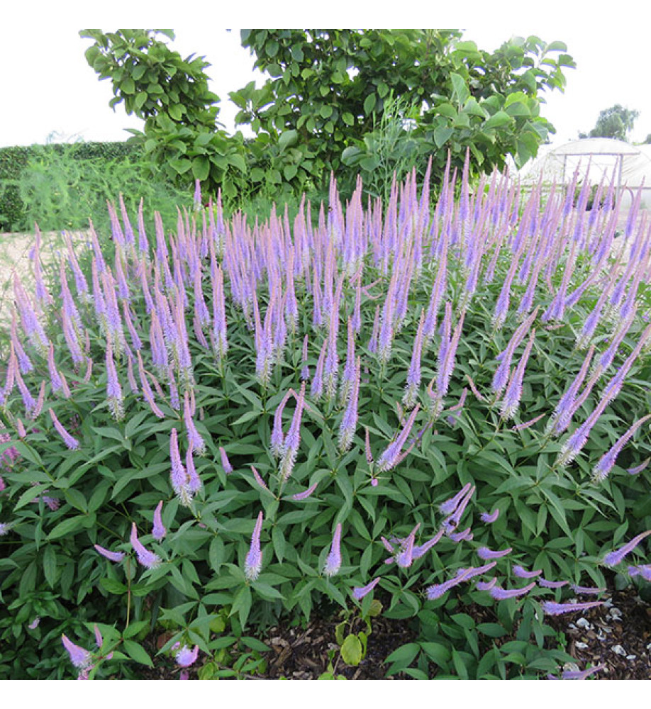 8715  Veronicastrum virginicum  Fascination  I  Svenskt namn  :Kransveronika  I  Krukstorlek   : SQ1  I  Förväntad Höjd  :  120 cm  I  Blomningstid :  juli-sept - 2