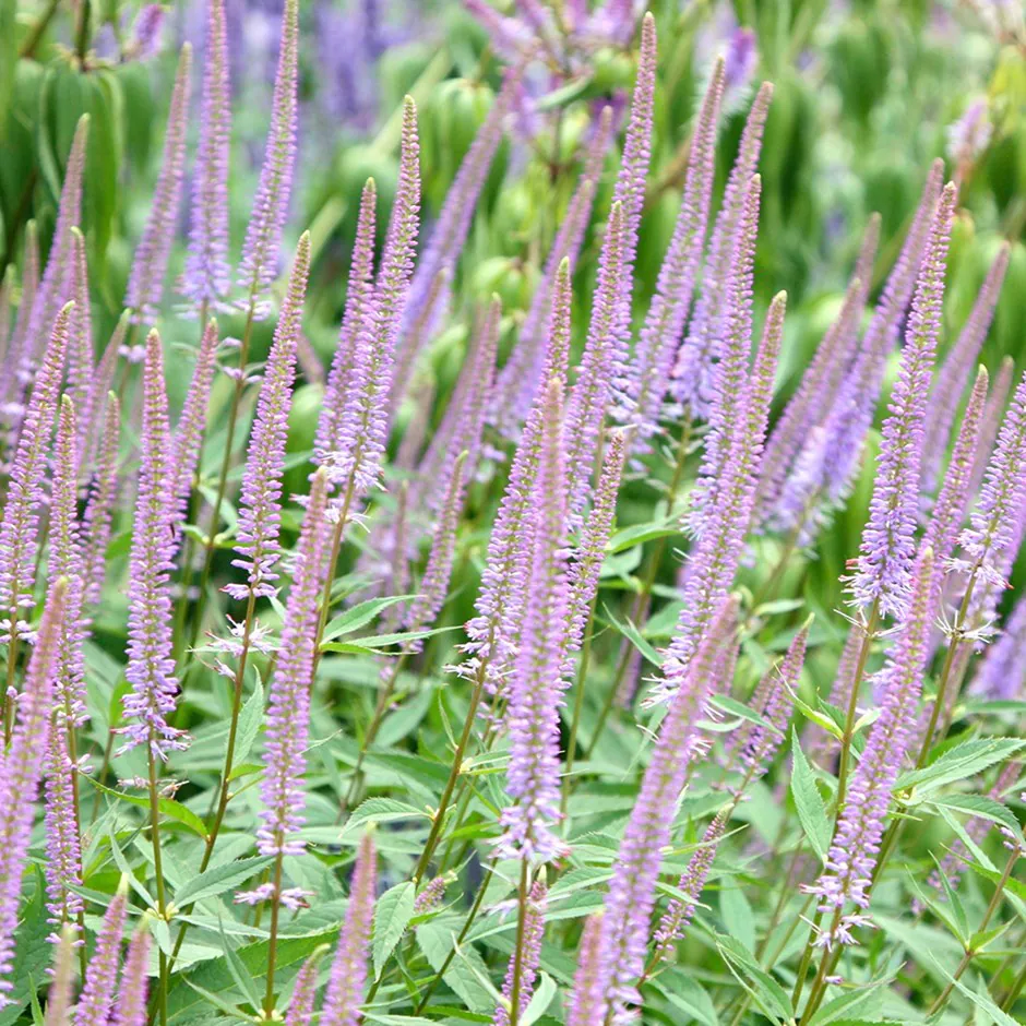 8715  Veronicastrum virginicum  Fascination  I  Svenskt namn  :Kransveronika  I  Krukstorlek   : SQ1  I  Förväntad Höjd  :  120 cm  I  Blomningstid :  juli-sept