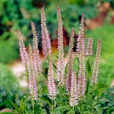 8733  Veronicastrum virginicum  Pink Glow  I  Svenskt namn  :Kransveronika  I  Krukstorlek   : SQ1  I  Förväntad Höjd  :  120 cm  I  Blomningstid :  juli-sept